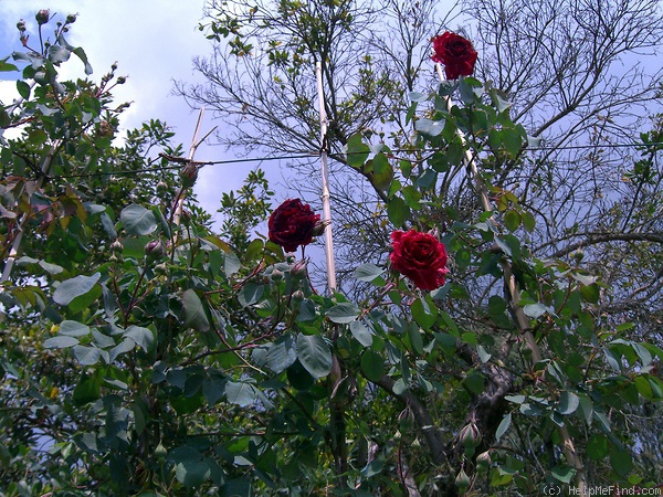 'Reine Marie Henriette (cl. hybrid tea, Levet, 1878)' rose photo