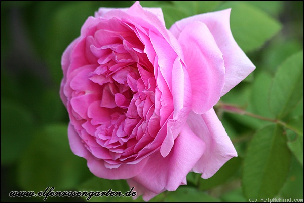 'Madame Boll' rose photo