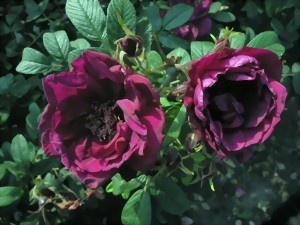 'Rotes Phänomen' rose photo