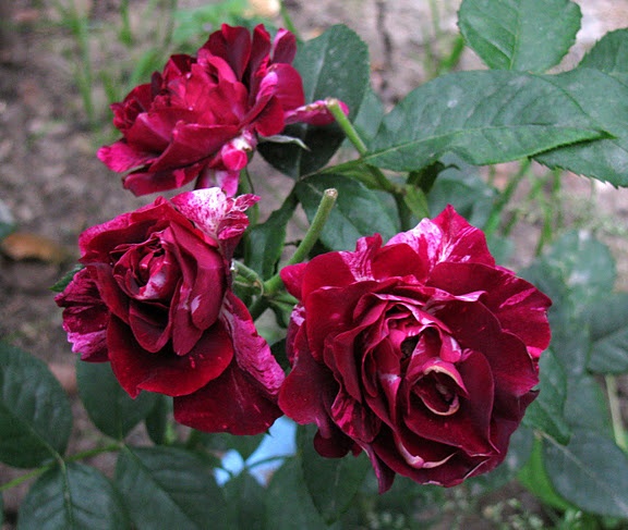 'Purple Tiger ' Rose Photo