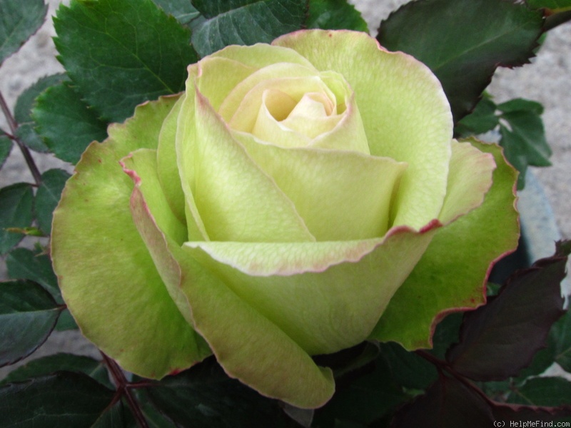 Сорта роз зеленых с фото и названиями