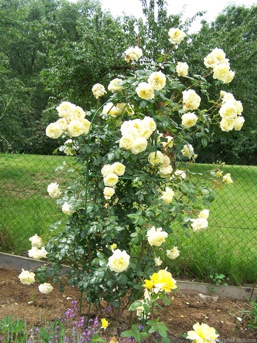 'Elfe ® (LCl, Evers/Tantau, 2000)' rose photo