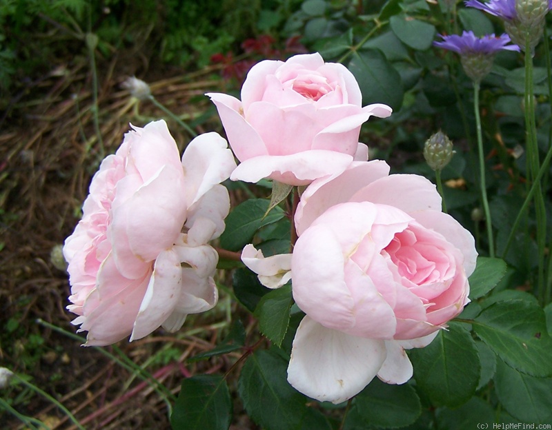 'Cinderella ™ (climber, Kordes 2003)' rose photo