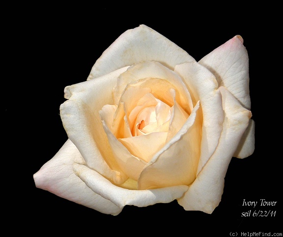 'Ivory Tower (Hybrid Tea, Kordes, 1979)' rose, click to enlarge 'Ivory Tower (Hybrid Tea, Kordes, 1979)' rose photo