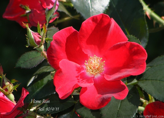 'Home Run ™(shrub, Carruth 2001)' rose photo