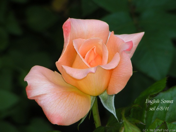 'English Sonnet ™' rose photo