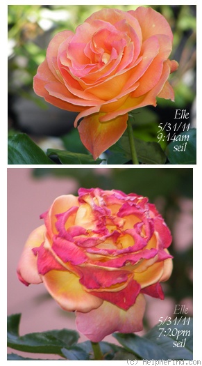 'Elle ® (hybrid tea, Mouchotte/Meilland 1999)' rose photo