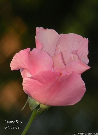 'Dainty Bess' rose, click to enlarge 'Dainty Bess' rose photo