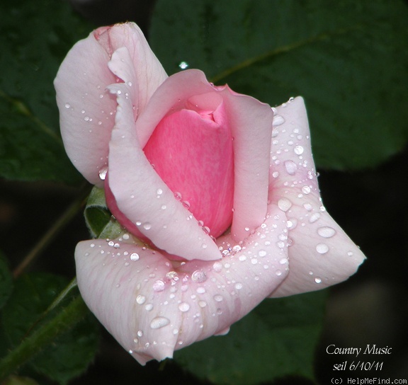 'Country Music (shrub, Buck, 1973)' rose photo