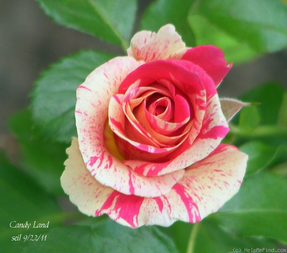 'Candy Land™' rose photo