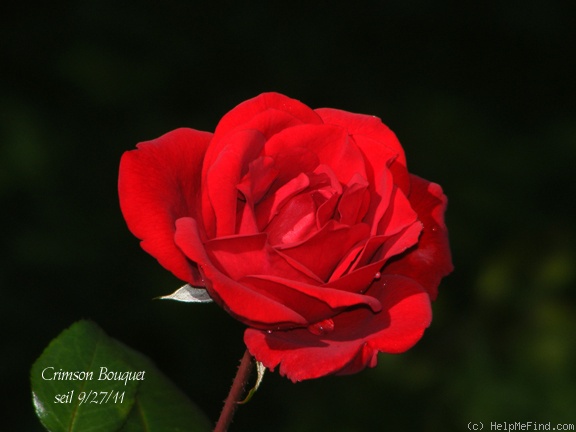 'Crimson Bouquet ™' rose photo