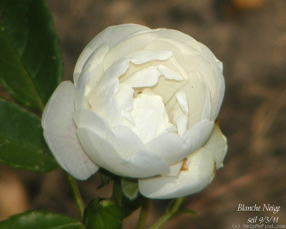 'Blanche Neige (polyantha, 1929)' rose photo