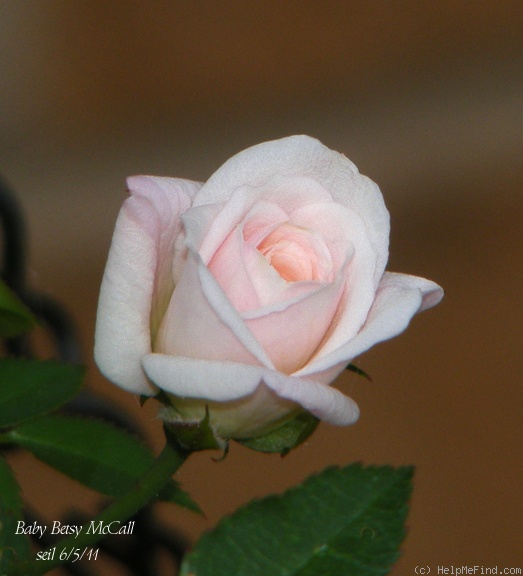 'Baby Betsy McCall' rose photo