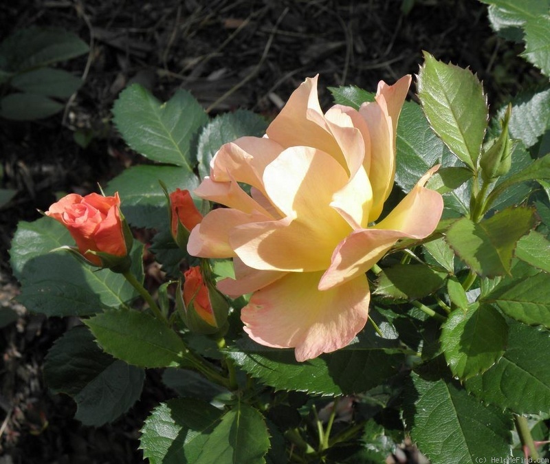 Роза модерн санрайз парковая фото и описание