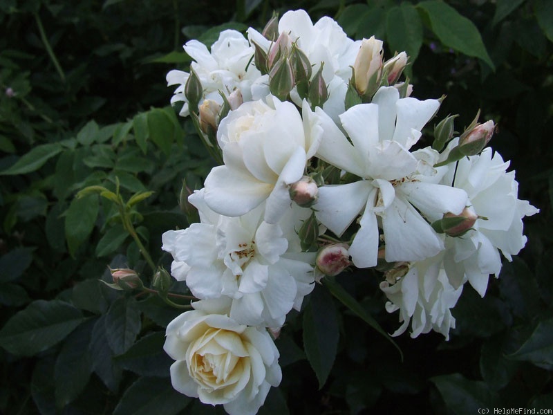 '<i>Rosa moschata</i> 'Autumnalis'' rose photo