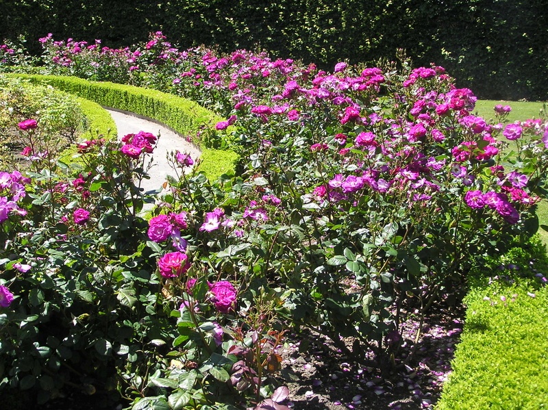 'Anderson Rose Garden'  photo