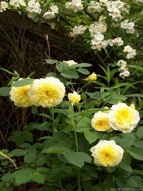 'The Pilgrim ®' rose photo