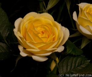 'Meiskaille' rose photo