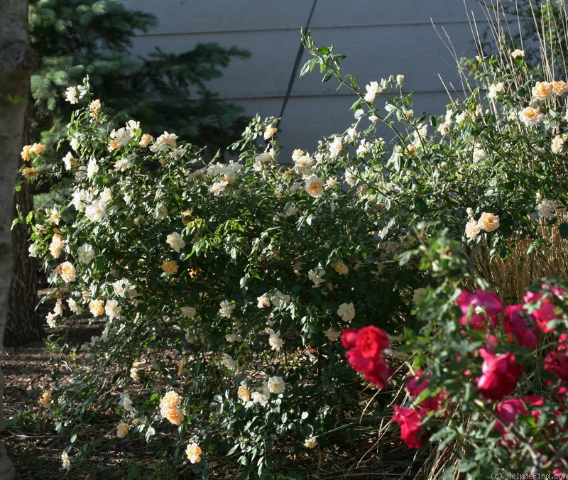 'Danaë (Hybrid Musk, Pemberton 1913)' rose photo
