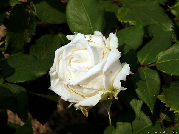 'Madame Joseph Combet' rose photo