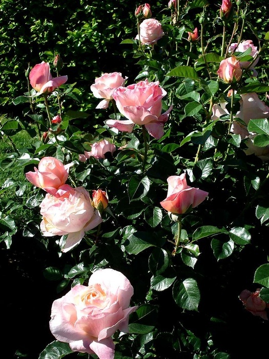 'Isabelle Autissier ®' rose photo