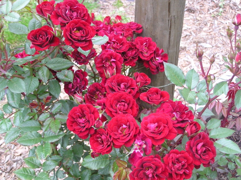 'Dusky Dancer' rose photo