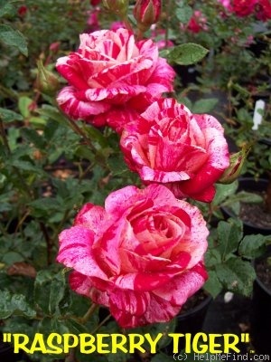 'Brindabella Raspberry Tiger' rose photo