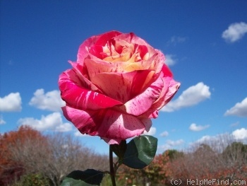 'Brindabella Raspberry Tiger' rose photo