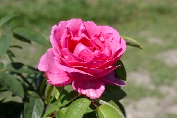 'Pink Kardinal' rose photo
