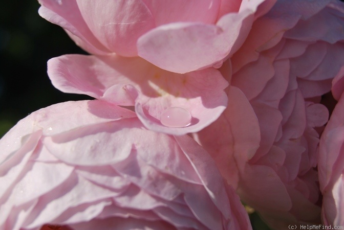 'Scepter'd Isle ®' rose photo