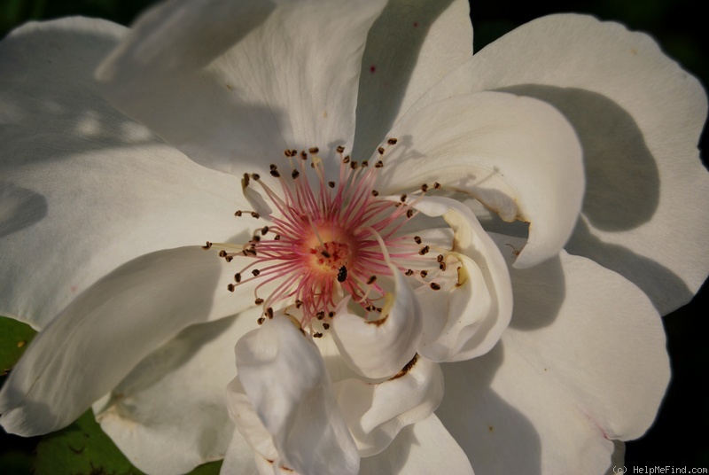 'Jacqueline du Pré (shrub, Harkness before 1986)' rose photo