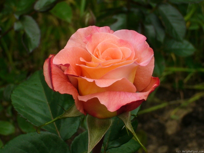 'Augusta Luise ® (Hybrid Tea, Evers, 1999)' rose photo
