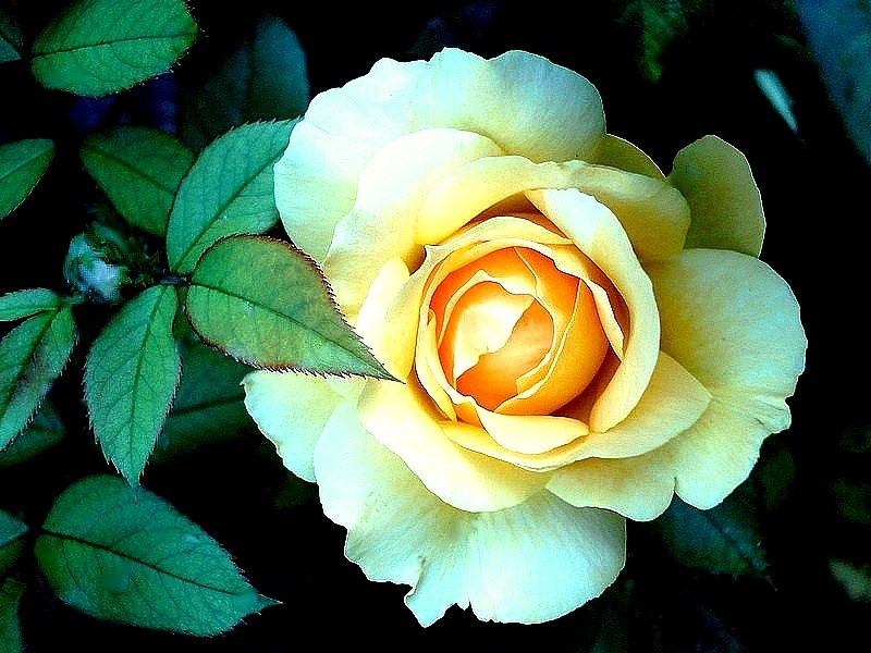 'Honey Bouquet' rose photo