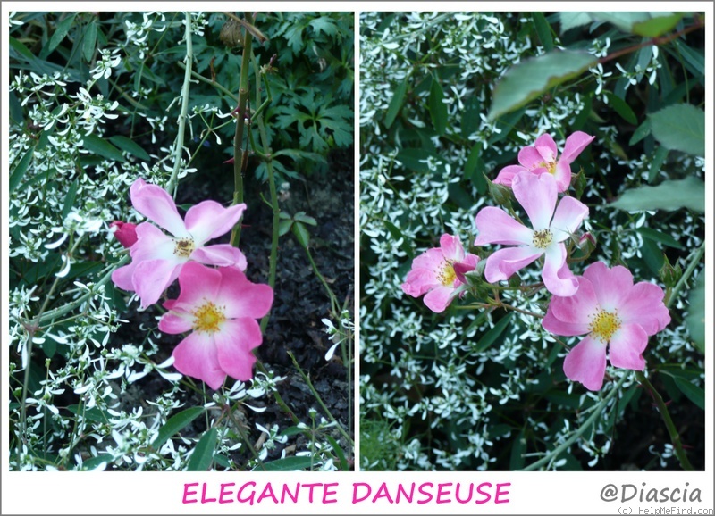 'Elégante Danseuse' rose photo
