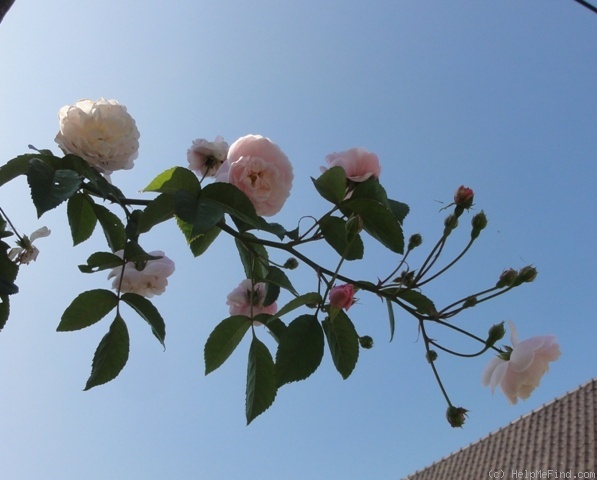 'Cepcor ®' rose photo