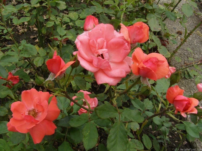'Ukrainskaja Zorka' rose photo