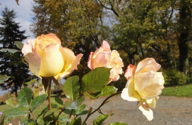 'Pierre Tchernia ®' rose photo
