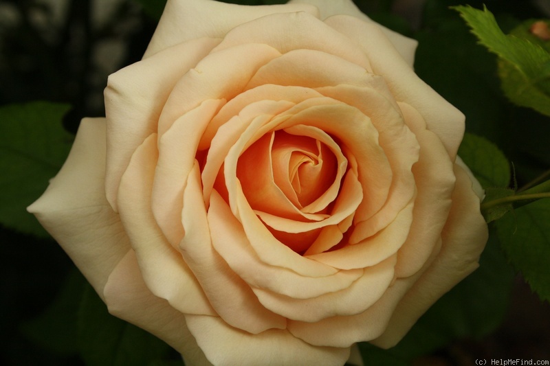 'Paul Ricard ®' rose photo