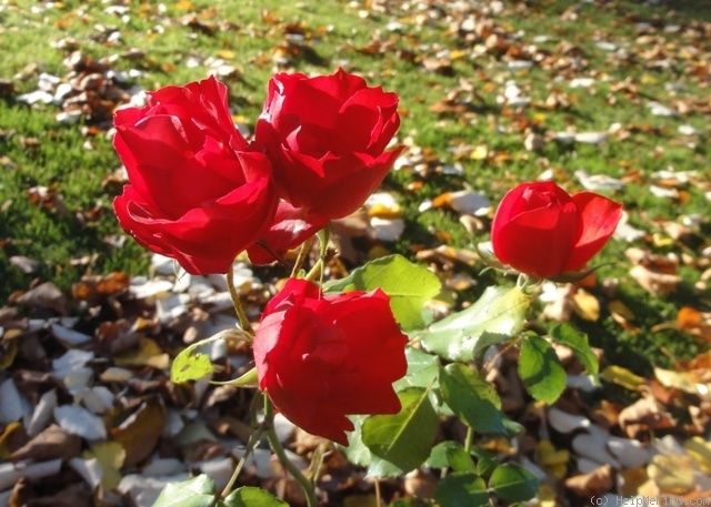 'La Sevillana ®' rose photo