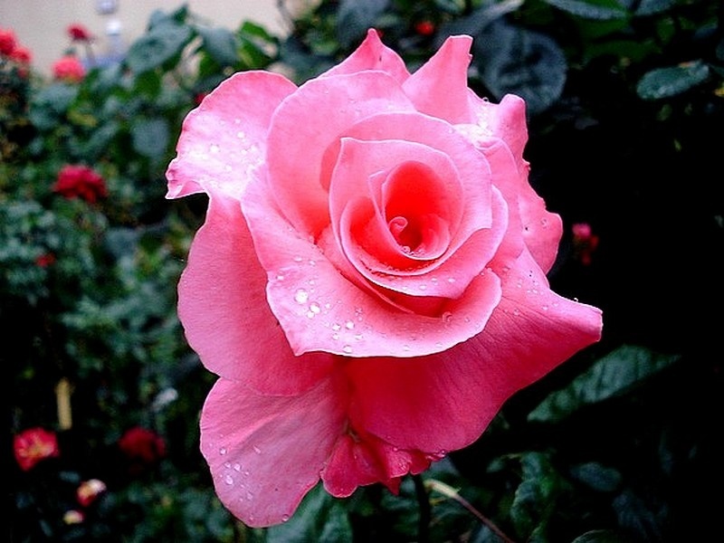 'Maréchale LeClerc' rose photo