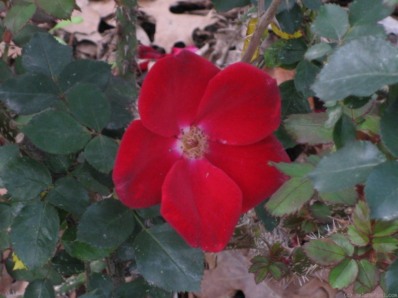 'Home Run ™(shrub, Carruth 2001)' rose photo