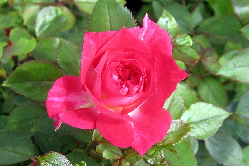 'Andrea (miniature, Moore 1971)' rose photo
