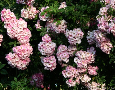 'Apple Blossom (rambler, Dawson, circa 1895)' rose, click to enlarge 'Apple Blossom (rambler, Dawson, circa 1895)' rose photo