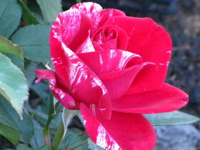 'Henri Matisse ®' rose photo