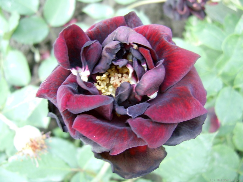 'Elegia' rose photo