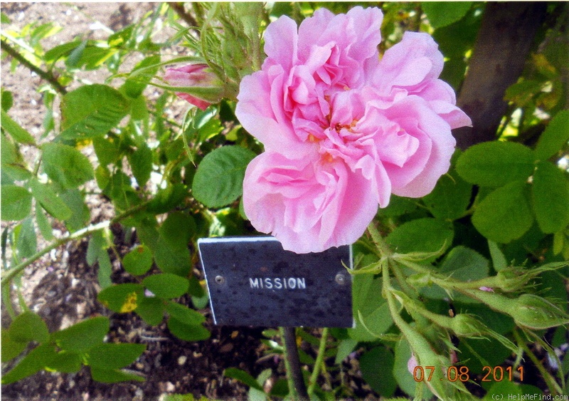 '<i>Rosa damascena bifera</i>' rose photo