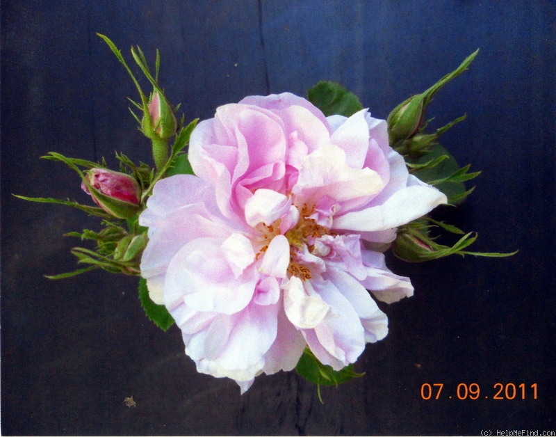 '<i>Rosa damascena bifera</i>' rose photo