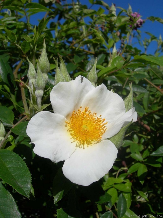 '<i>Rosa lyellii</i> Lindley' rose photo