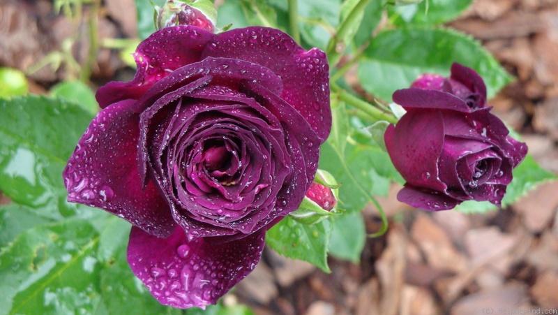 'Ebb Tide ™ (floribunda, Carruth 2001)' rose photo