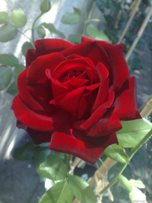 'Madame Louis Laperrière (Hybrid Tea, Laperriere, 1950)' rose photo